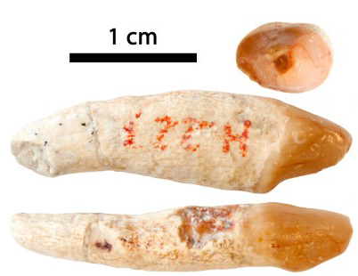 Institut Català de Paleontologia Miquel Crusafont tweet media