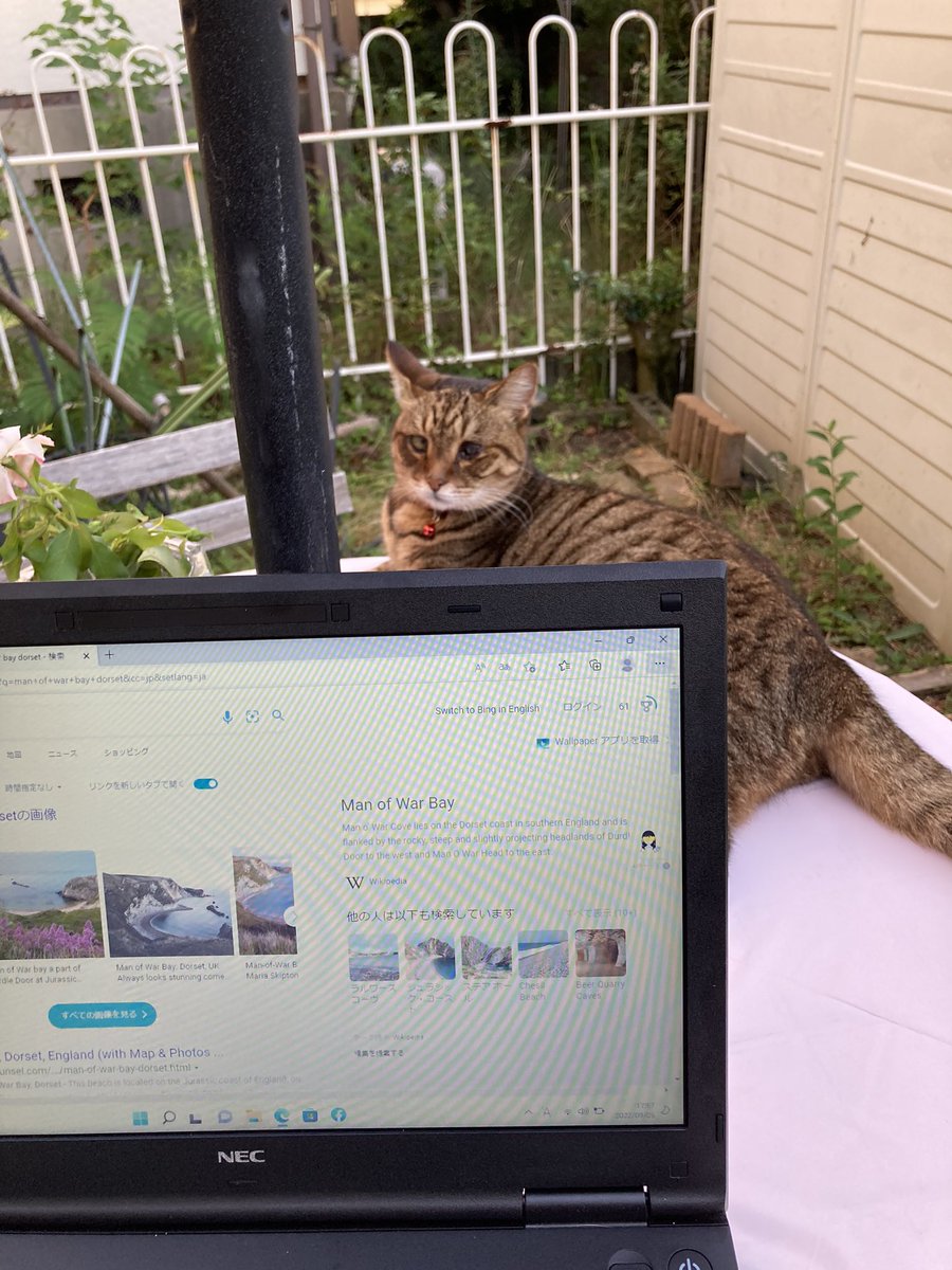 kaz6thlife's tweet photo. 【#PCtime&#cat on the table】②
"△,,,△"🌼
"(^=>O<=^)"
"m"💻"m"
Almost always she sits behind the PC❣️😘♥️✨^^ https://t.co/CCzLMn6dO2