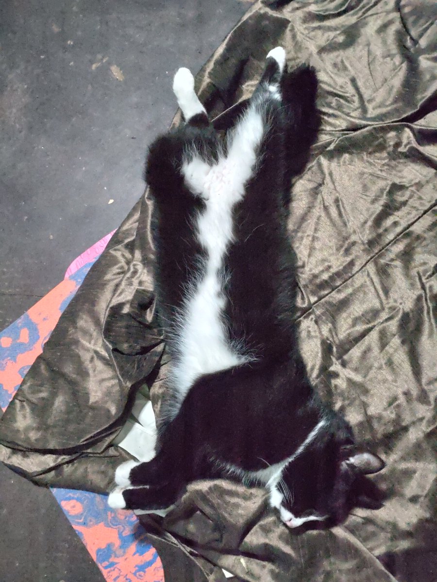 ClaresFunkWare's tweet image. How I slept last night knowing I'm not at work today but then I realized I'm still in DIY hell!!! Good morning everyone.

#whydiy #diyhell #ffs #mondaythoughts #thunderstorms