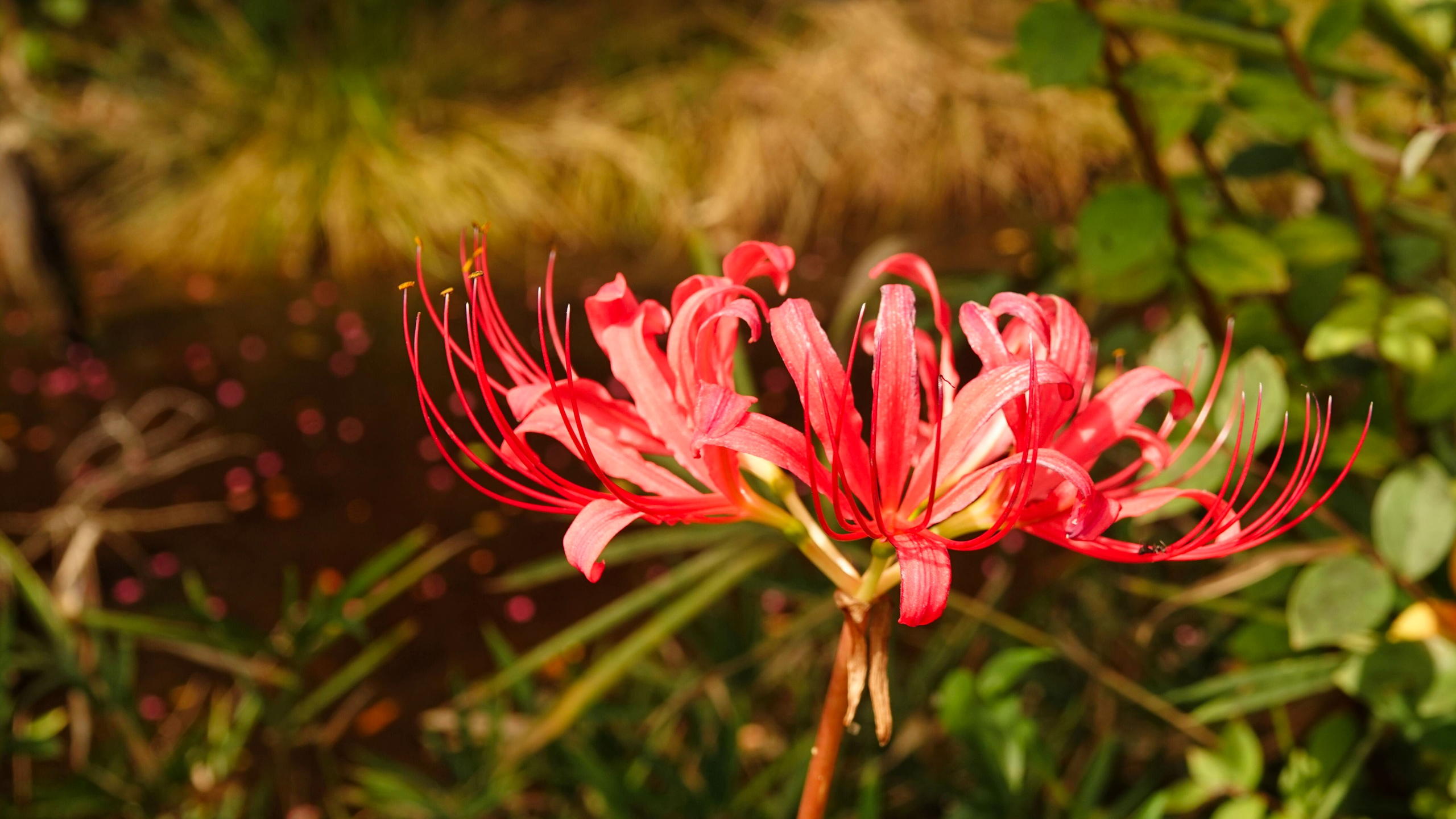 تويتر 地獄花 البحث في تويتر