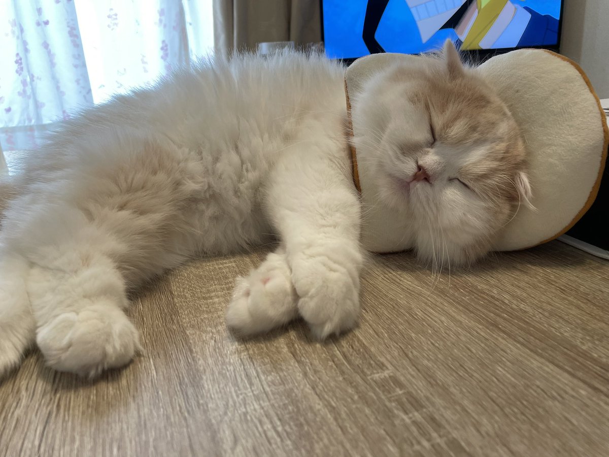 chloel0124's tweet photo. 今日は、エルのうちの子記念日です🥺💞
主人に言わずペットショップから家にエルを連れて帰ったのがもう1年前だなんて、、時の流れは早い😳❣️
私たちと出会ってくれてうちの子になってくれてありがとう🥰
これからもずっとずっと大好きだよ💞
#スコティッシュフォールド #立ち耳スコ #うちの子記念日 https://t.co/6O488iVxIj