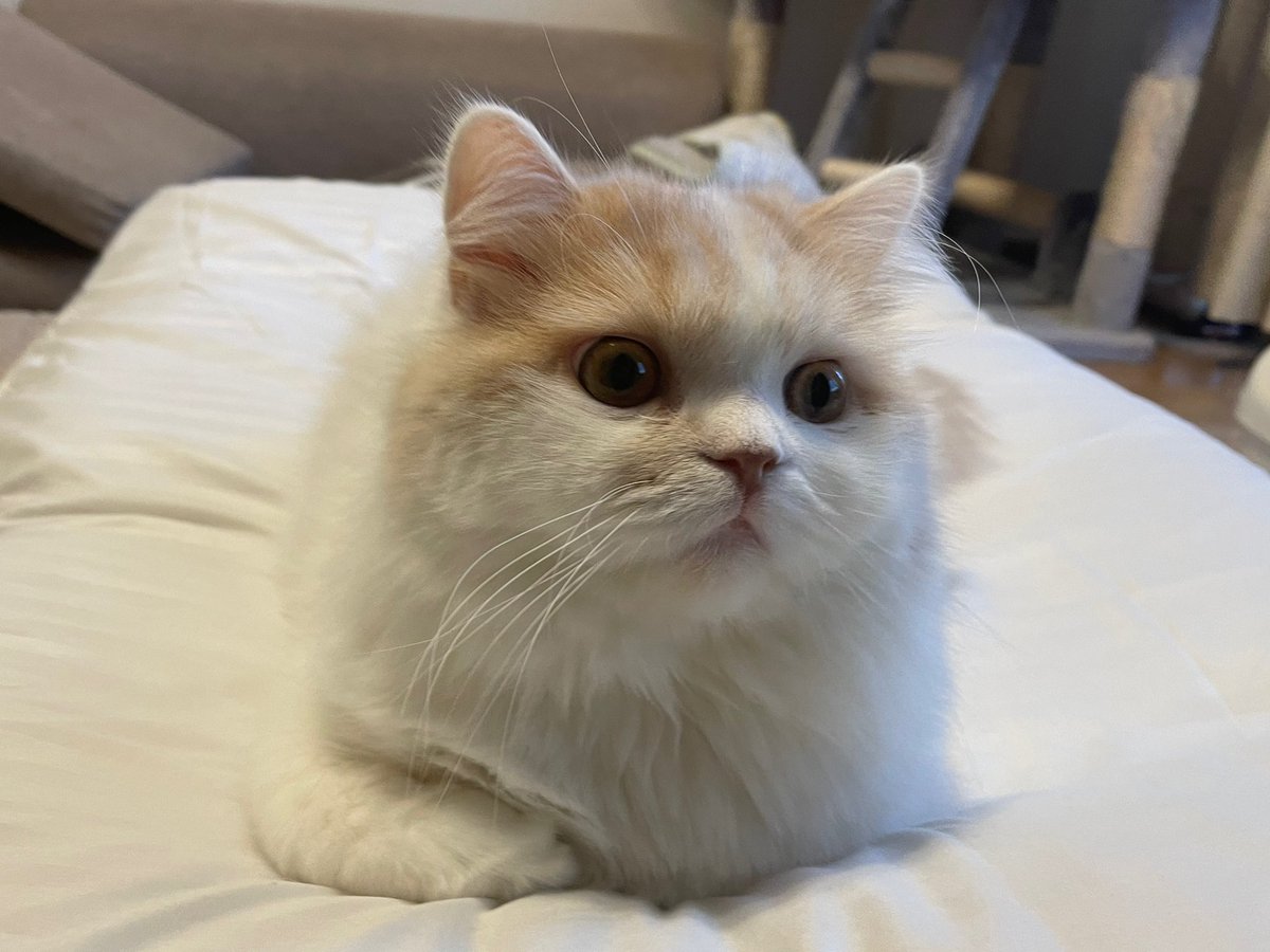 chloel0124's tweet photo. 今日は、エルのうちの子記念日です🥺💞
主人に言わずペットショップから家にエルを連れて帰ったのがもう1年前だなんて、、時の流れは早い😳❣️
私たちと出会ってくれてうちの子になってくれてありがとう🥰
これからもずっとずっと大好きだよ💞
#スコティッシュフォールド #立ち耳スコ #うちの子記念日 https://t.co/6O488iVxIj