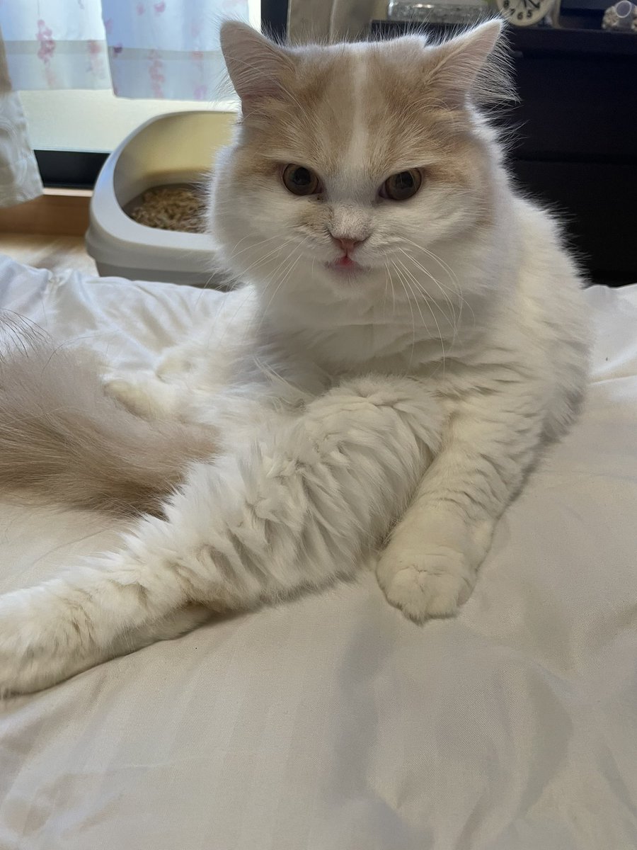 chloel0124's tweet photo. 今日は、エルのうちの子記念日です🥺💞
主人に言わずペットショップから家にエルを連れて帰ったのがもう1年前だなんて、、時の流れは早い😳❣️
私たちと出会ってくれてうちの子になってくれてありがとう🥰
これからもずっとずっと大好きだよ💞
#スコティッシュフォールド #立ち耳スコ #うちの子記念日 https://t.co/6O488iVxIj