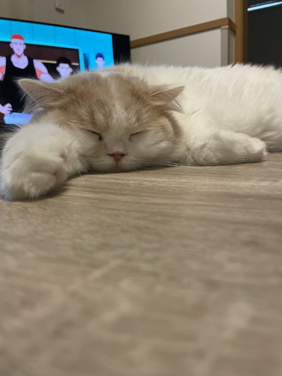 chloel0124's tweet photo. 今日は、エルのうちの子記念日です🥺💞
主人に言わずペットショップから家にエルを連れて帰ったのがもう1年前だなんて、、時の流れは早い😳❣️
私たちと出会ってくれてうちの子になってくれてありがとう🥰
これからもずっとずっと大好きだよ💞
#スコティッシュフォールド #立ち耳スコ #うちの子記念日 https://t.co/6O488iVxIj