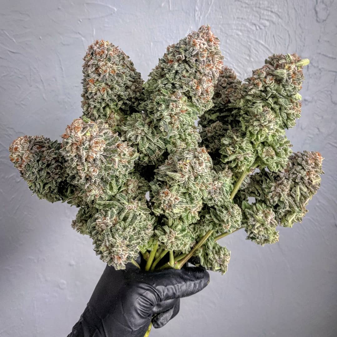 SeedsmanSeeds's tweet photo. 🤩 An amazing Jack Herer bouquet by purehydrocannabis!

#seedsmanseeds https://t.co/k2K58KK7kN