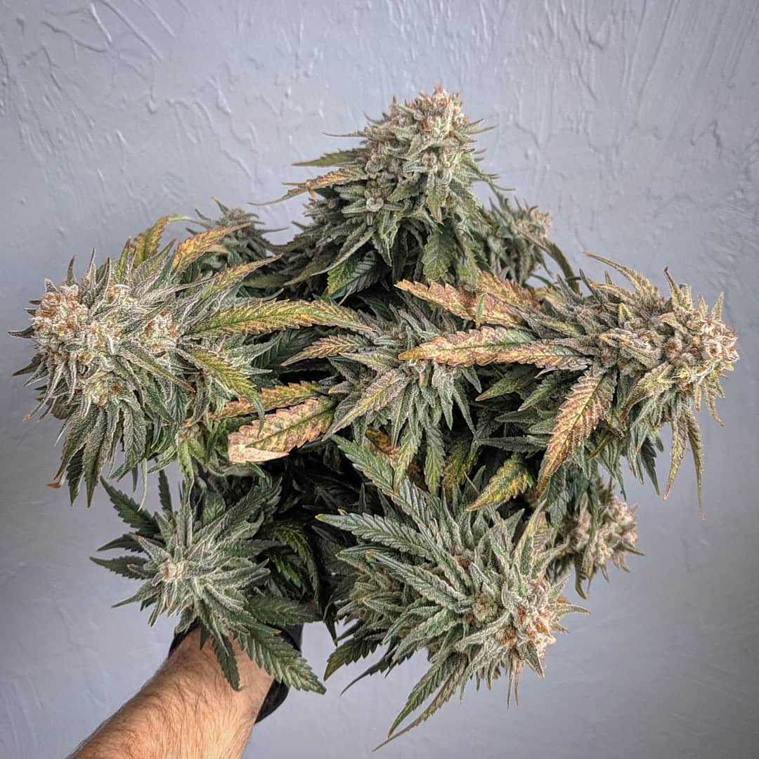 SeedsmanSeeds's tweet photo. 🤩 An amazing Jack Herer bouquet by purehydrocannabis!

#seedsmanseeds https://t.co/k2K58KK7kN