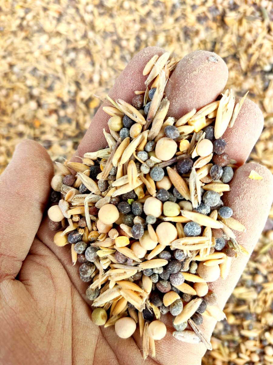 Sembramos semillas de veza,avena y yero,un mix de gramínea y leguminosas para la cobertura de nuestro olivar. Bien "empanadadas" con harina de rocas y distintos minerales para fortalecerlas, protegerlas y aumentar la retención de humedad
#coberturavegetal #agriculturaregenerativa