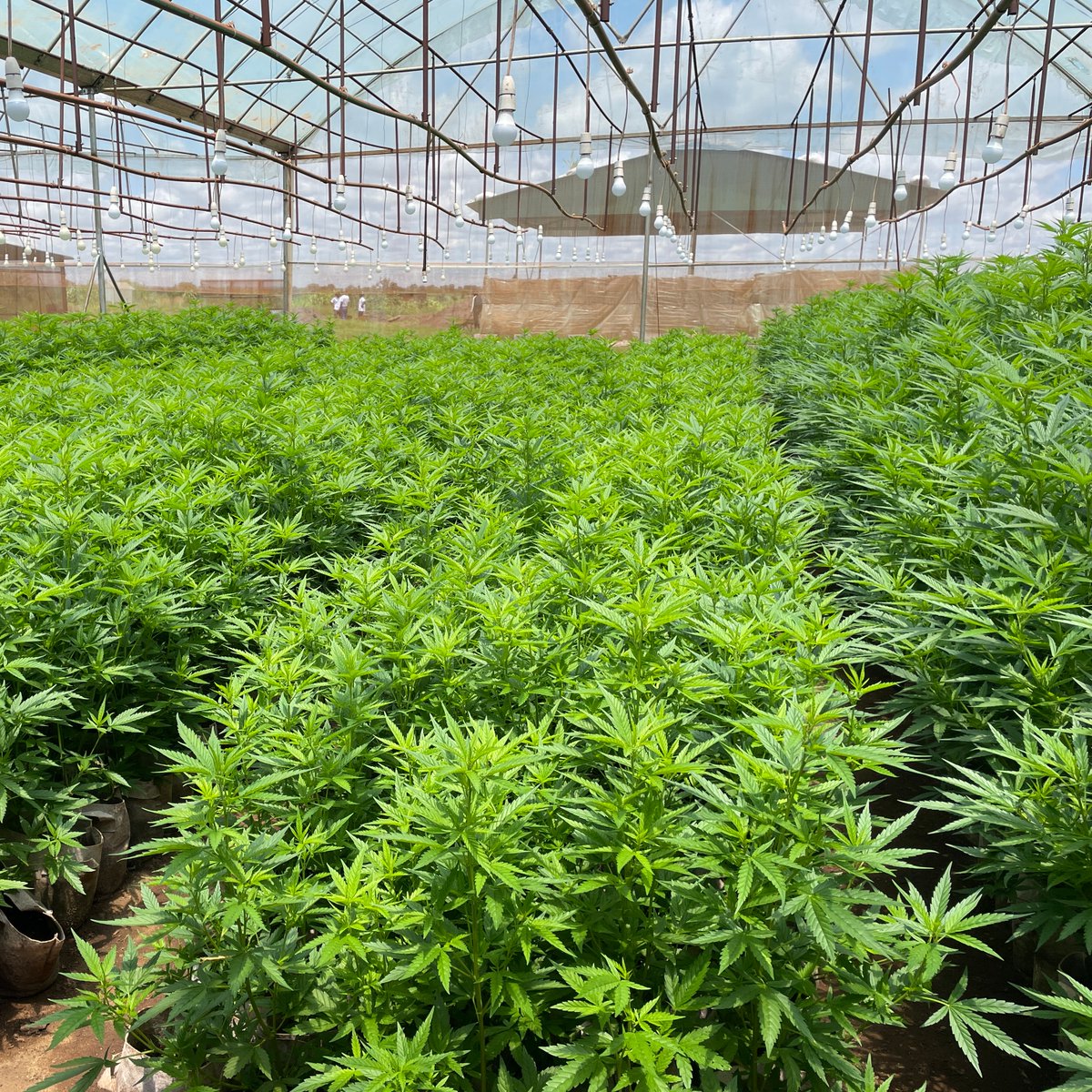 invegrow's tweet photo. Check out our CBD passion #cannabis variety in its vegetation stage. Learn more about this variety on our website https://t.co/sUTJgxgnPG https://t.co/w3FRcTpFmj