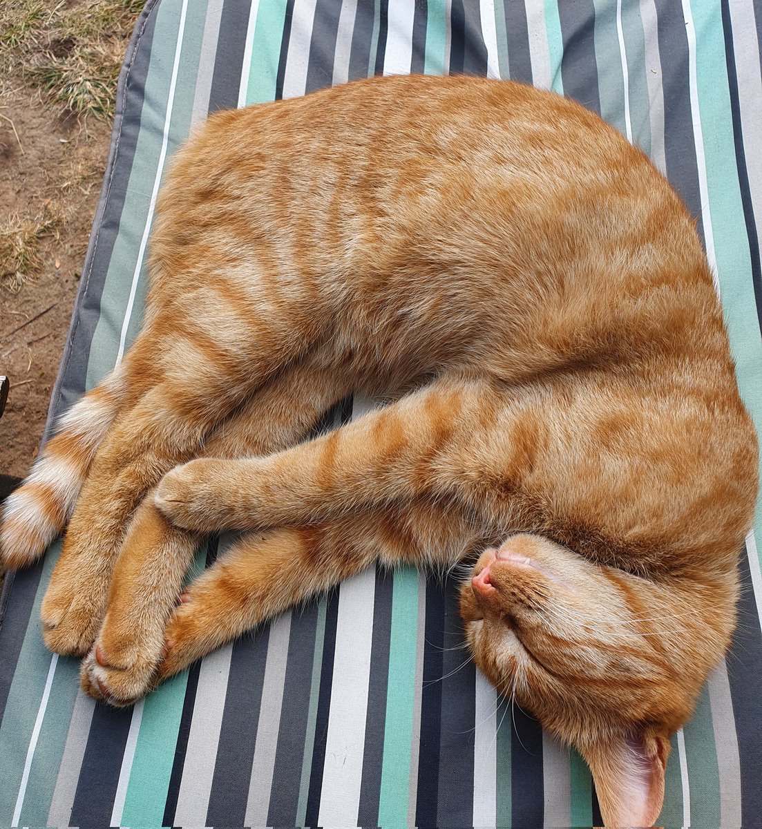 Starsky3Hutchin's tweet photo. Here is my contribution for #kittyloafmonday I'm a Pretzel 🥨😹 Happy Monday, enjoy your loafing twitter kitty gang &amp; hoomans - Hugs Hutchinson x
#GingeandTuxi #GingerCatsOfTwitter #MondayVibes #Cats #Monday #TakingItEasy https://t.co/kQvYpq8RQH