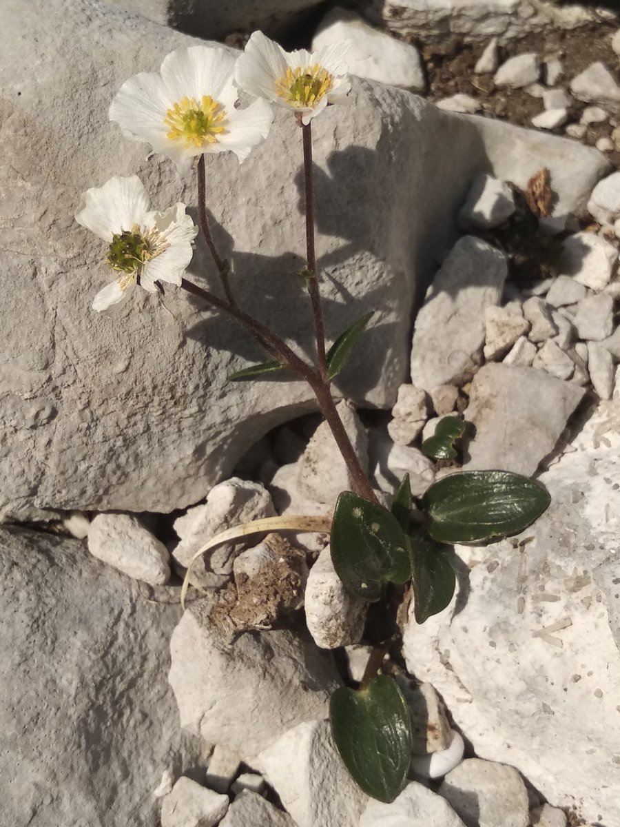 seedecol7 tweet media