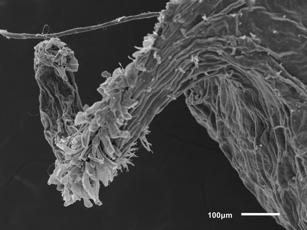 seedecol7 tweet media