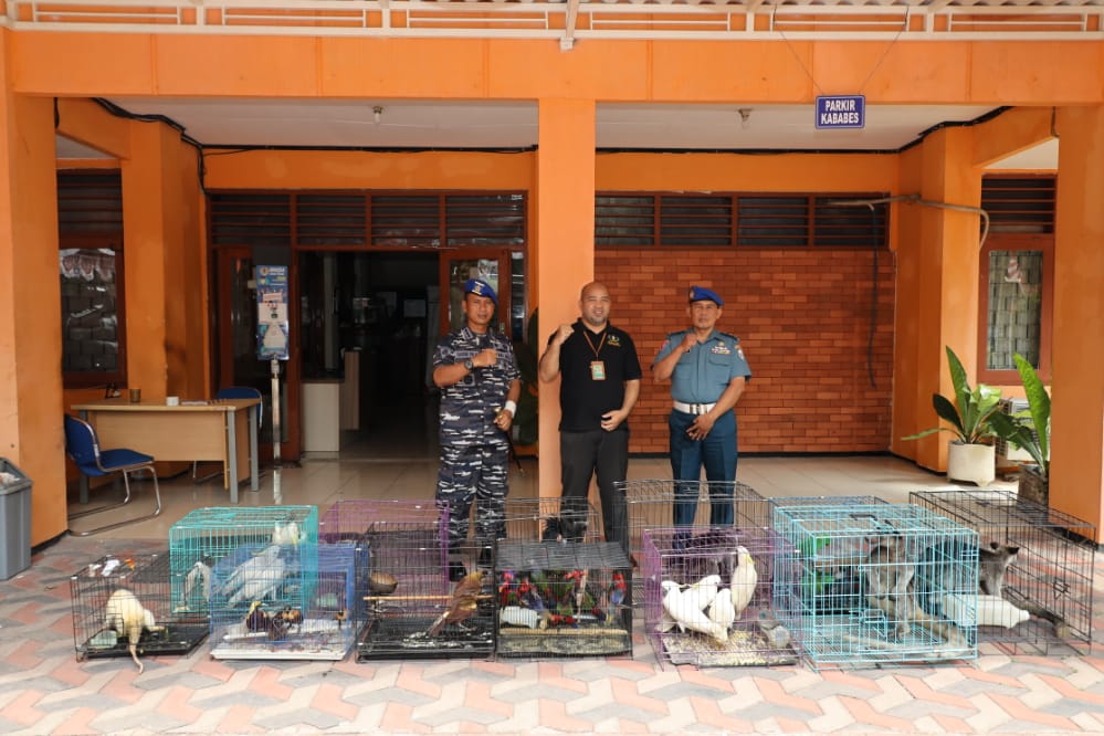 Puspen_TNI's tweet photo. Danpom Koarmada II Serahkan Satwa Endemik Ke BBKSDA Jatim

👉 https://t.co/e8W5dpTQmY

#tni #koarmadaII #puspentni #BBKSDA https://t.co/HgGuNHk4tV