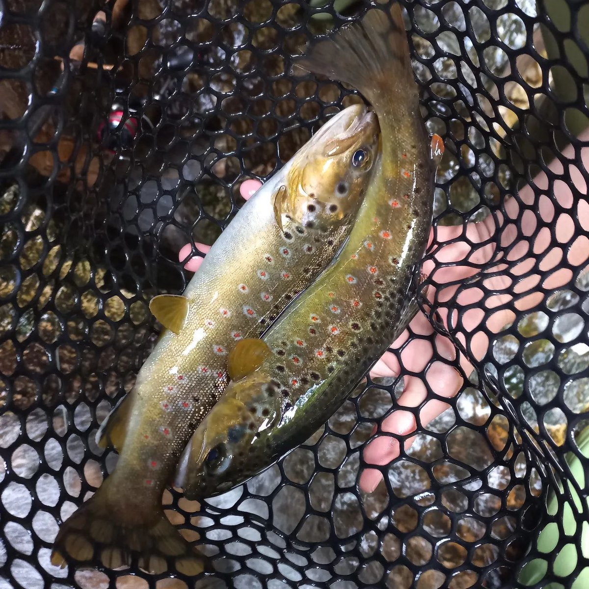 pecheurslibres's tweet photo. Encore deux belles qui repartiront à l'eau ...  🥰

#jesoutienslapeche #instafishing #fishingphotography #catchandrelease #fishingfamily #pecheursprotecteurs #fish #fishing #fishingaddict #peche #pecheur
_davide_fishing_ https://t.co/93dHzItkK7