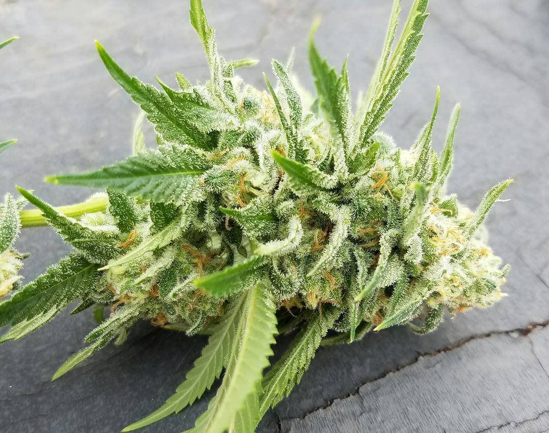 BenSteward70's tweet photo. Northern Lights 🔥🔥🔥🔥🔥🔥
Shipping world wide 🛳✈🚐
You can check customer reviews on my page with many years of experience......
PM to receive your orders now......
We also do send samples for those who have doubts on us... https://t.co/I5VZ0Fn3NT