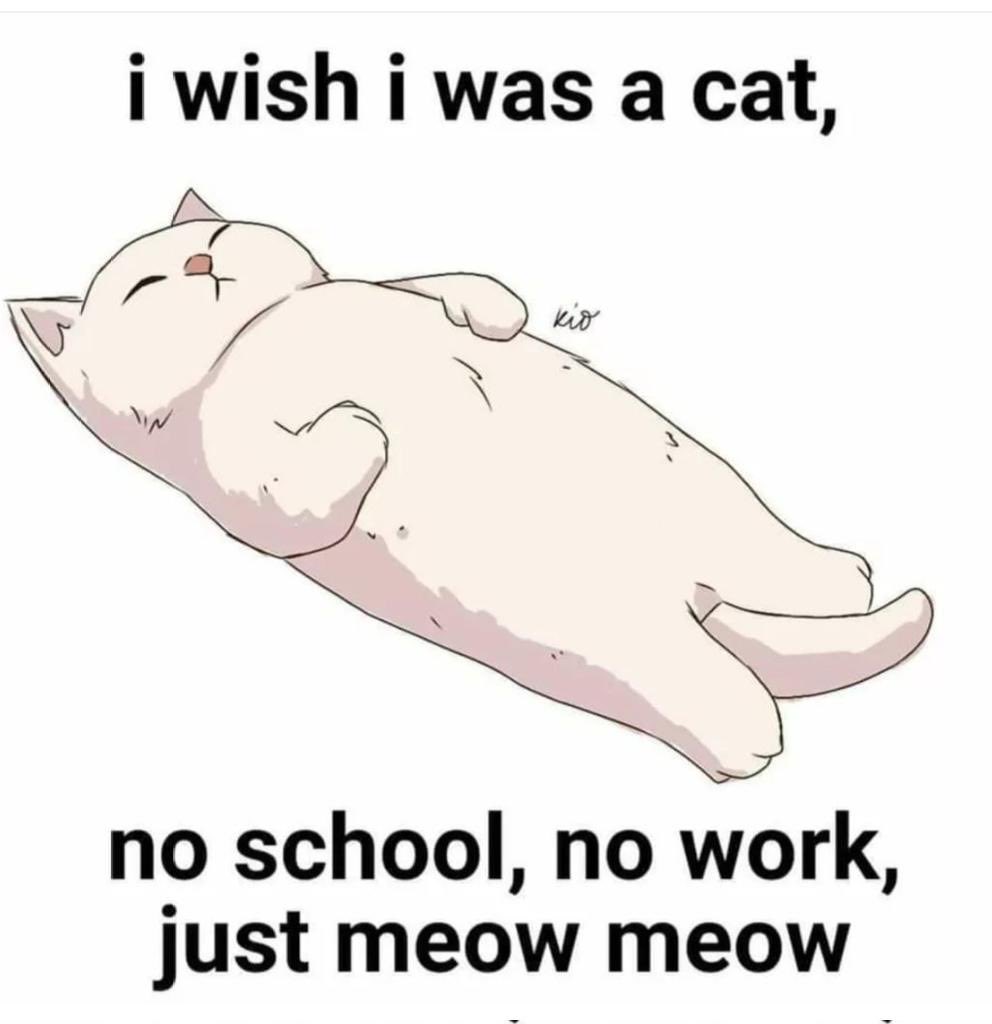 I wish I was a meow meow, only meow meow everyday, no need to work.
#NFT