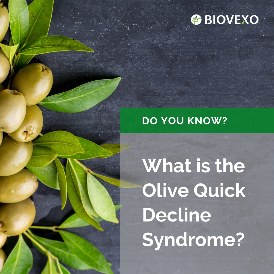 BiovexoProject's tweet photo. 💬 #OQDS causes die-back of the 🌱leaves, twigs and branches, caused by #Xylella. As a result, the trees no longer produce crops of olives 🚫

❗️This caused a dramatic🔸#socioeconomic and 🔸#environmental impact &amp; affected the olive oil production in #Apulia 🇮🇪, among other. https://t.co/CmSH0dWRQf
