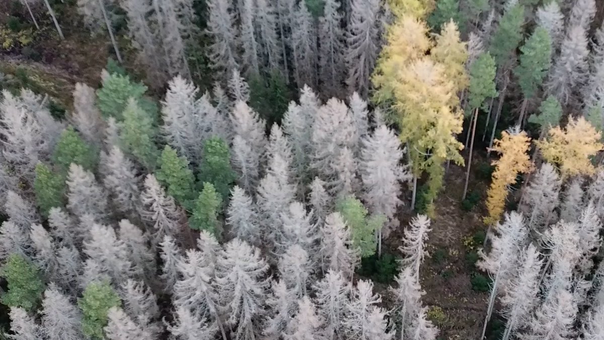 Omfattande angrepp av #granbarkborre har upptäckts i den skog i Västernorrland som skadades av snön i vintras. Skogsägare behöver nu kontrollera sin skog och agera skyndsamt för att rädda virkesvärden. skogsstyrelsen.se/nyhetslista/an…