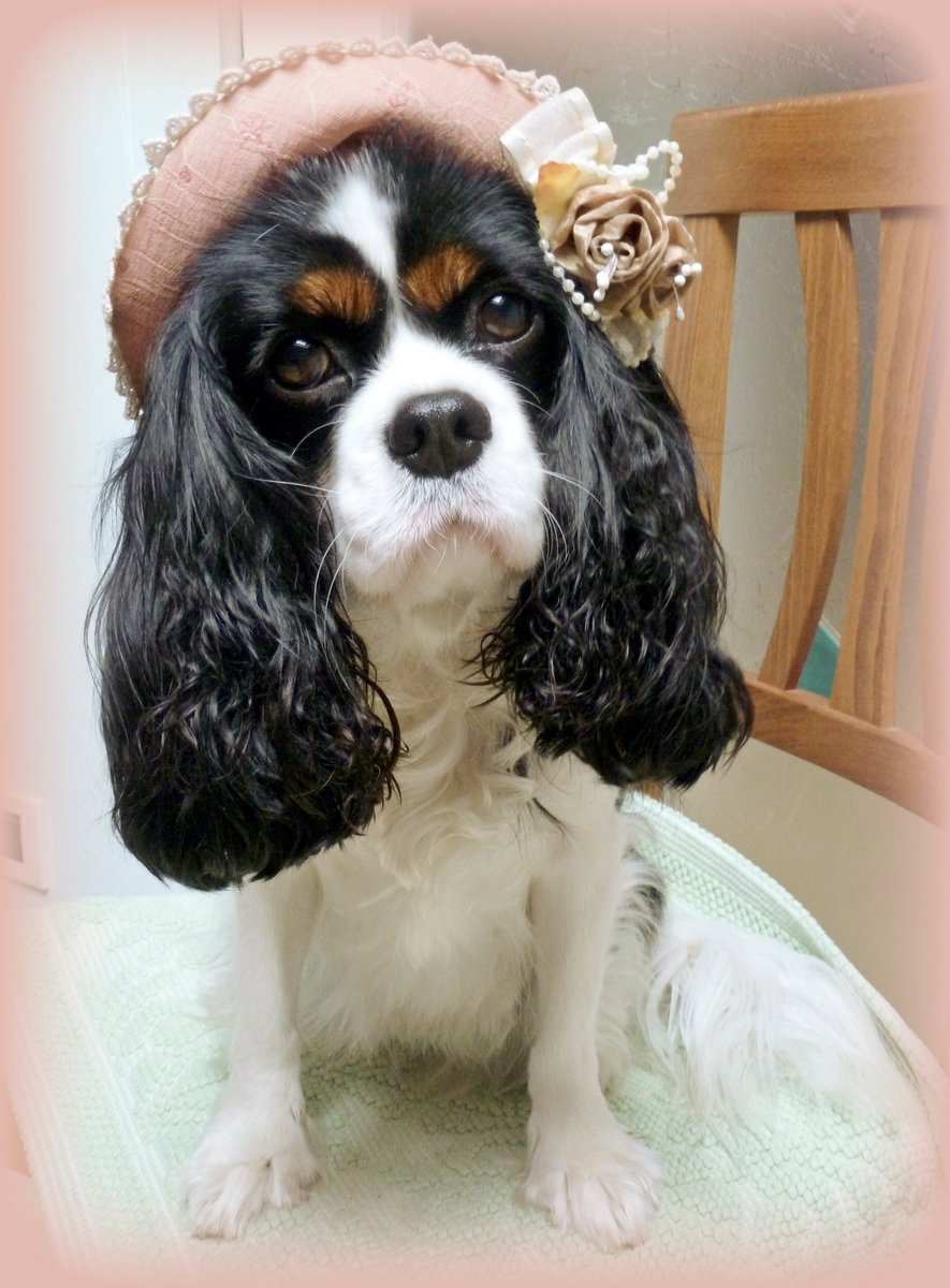 Nanukchen's tweet photo. @dolceSally Happy #rainbowburfday to the most beautiful cavalierina in the world! 😘😘😘 Mi manchi molto amore mio #soopamodel #chefcook #beachbabe https://t.co/mo8ZxeBVFQ