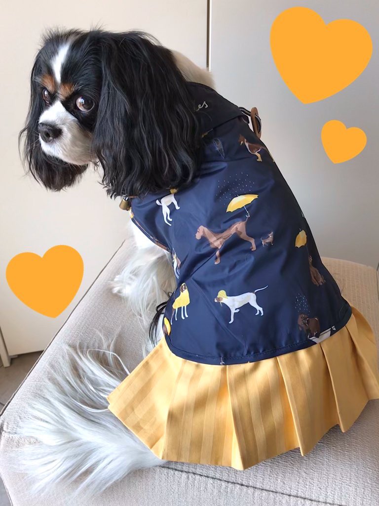 Nanukchen's tweet photo. @dolceSally Happy #rainbowburfday to the most beautiful cavalierina in the world! 😘😘😘 Mi manchi molto amore mio #soopamodel #chefcook #beachbabe https://t.co/mo8ZxeBVFQ