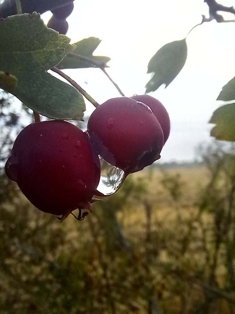 #autumn #mistymorning #mepal #Cambridgeshire #fenland <a href="/ChrisPage90/">Chris Page - Weatherman</a> <a href="/WeatherAisling/">Aisling Creevey</a>