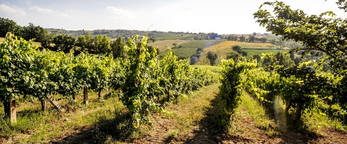 TeslaSpotlight0's tweet photo. Alla scoperta dell'uva Grechetto, una varietà diffusa principalmente in Umbria e in particolare in Toscana, Marche e Lazio
https://t.co/5M6ak8R60y
#Yeb #hellotaste #vino #wine #enologi #sommelier #grechetto #uva #vitigno #umbria #toscana #doc #enoturismo #turismo #cultivar https://t.co/d18r0rHd8V