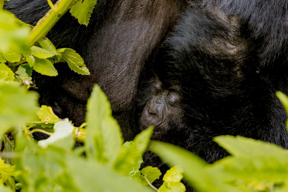 AWFCEO's tweet photo. After the naming ceremony, I embarked on a quest to put a face to the name &amp; to describe this discovery as anything less than breathtaking would be an understatement. I am happy to present to you -Indatezuka, delicately cradled in her mother's arms! #Africaisbeautiful #KwitaIzina https://t.co/x9NlaCbz4G