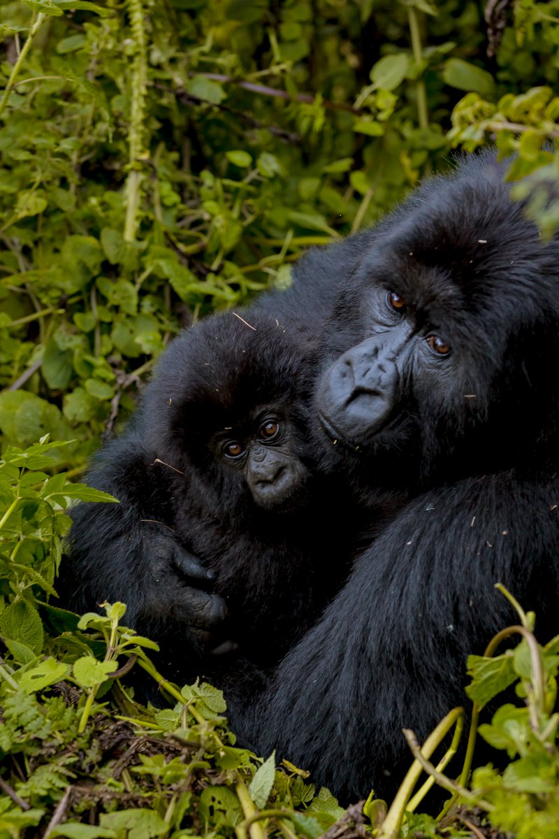 AWFCEO's tweet photo. After the naming ceremony, I embarked on a quest to put a face to the name &amp; to describe this discovery as anything less than breathtaking would be an understatement. I am happy to present to you -Indatezuka, delicately cradled in her mother's arms! #Africaisbeautiful #KwitaIzina https://t.co/x9NlaCbz4G