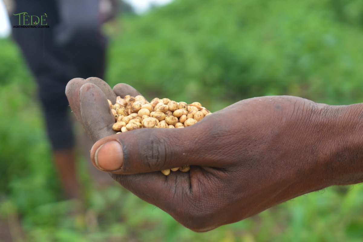 TedeAgri's tweet photo. Check  out the healthy grains, one of the farmers ( TAIC partners) harvested on our farmland in Tede, Oyo.

This could be you too, if you partner us.

Reach out to us  today through whatsapp 08163446084 to get started  or visit https://t.co/yYpdDaV2t6 for more enquiries https://t.co/PTioBZfV7c