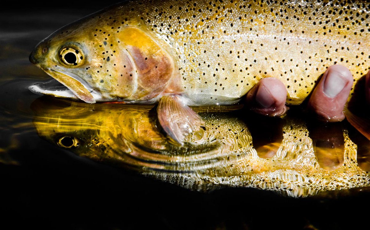 Fly Tying Company tweet media