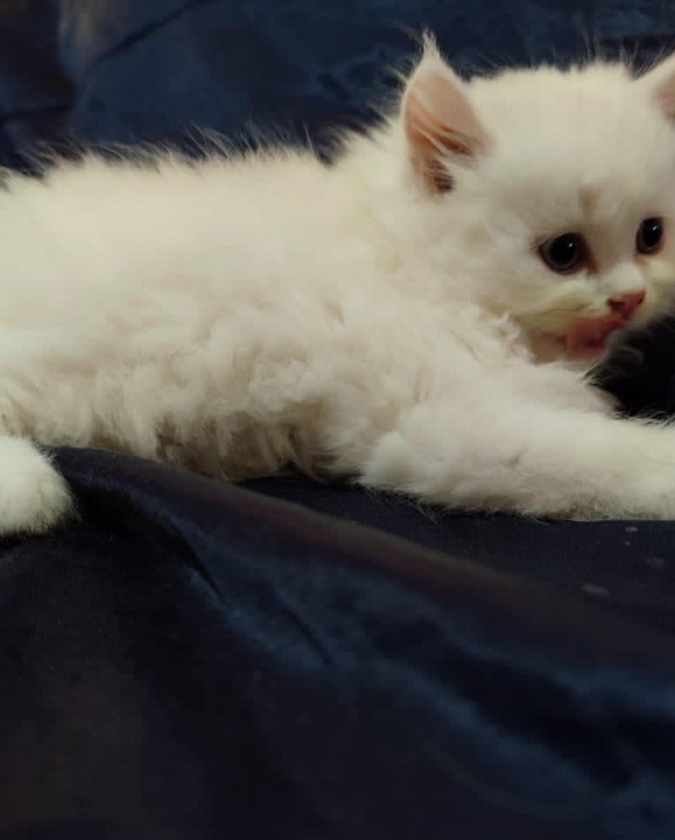 sacreddynastyk9's tweet photo. Paw-se right there human🐶🐾❤️

Persian kittens available for adoption.
Price:450,000 naira
Vaccinated and dewormed ✅
Sex: Male and female
Age:6weeks old
Starter pack: kittens comes with carrier, shampoo, complimentary canned food and medical book https://t.co/oPLvaG29aR