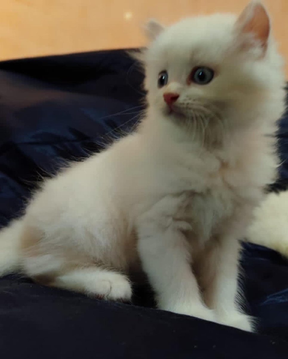 sacreddynastyk9's tweet photo. Paw-se right there human🐶🐾❤️

Persian kittens available for adoption.
Price:450,000 naira
Vaccinated and dewormed ✅
Sex: Male and female
Age:6weeks old
Starter pack: kittens comes with carrier, shampoo, complimentary canned food and medical book https://t.co/oPLvaG29aR