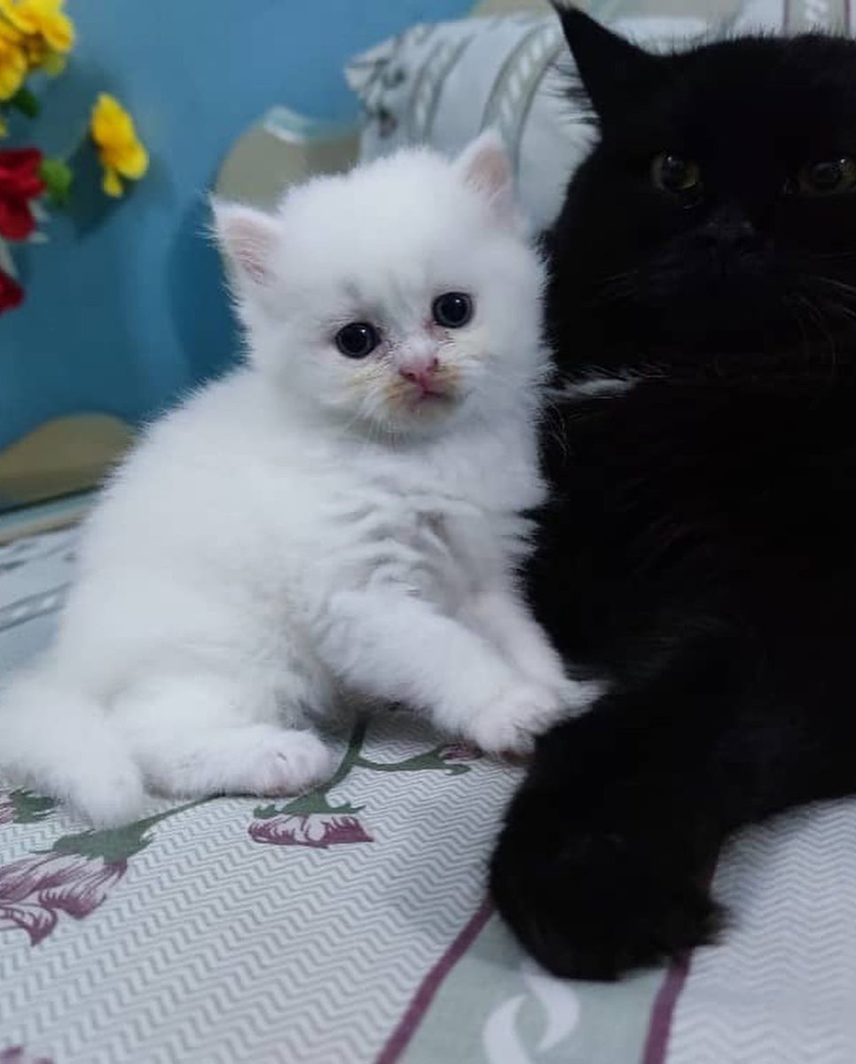 sacreddynastyk9's tweet photo. Paw-se right there human🐶🐾❤️

Persian kittens available for adoption.
Price:450,000 naira
Vaccinated and dewormed ✅
Sex: Male and female
Age:6weeks old
Starter pack: kittens comes with carrier, shampoo, complimentary canned food and medical book https://t.co/oPLvaG29aR