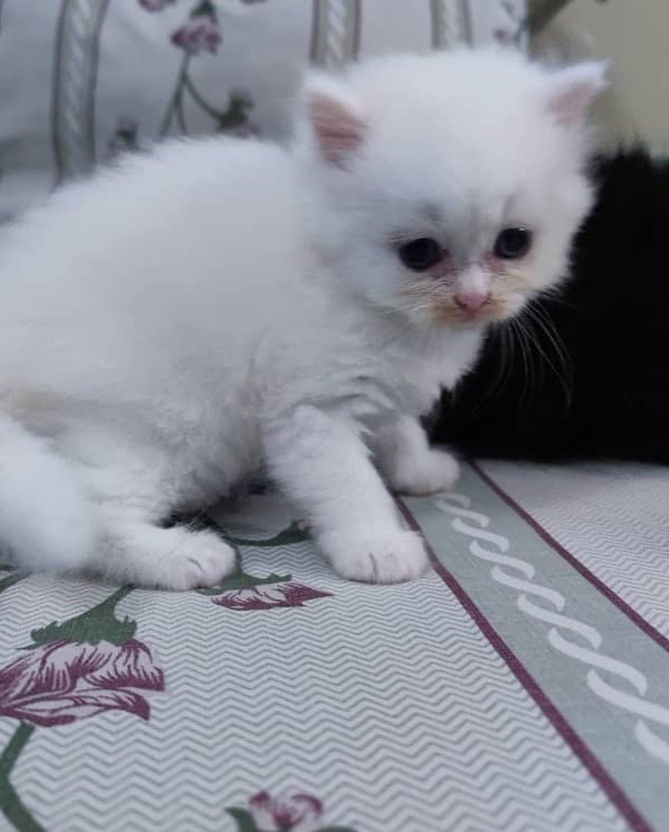 sacreddynastyk9's tweet photo. Paw-se right there human🐶🐾❤️

Persian kittens available for adoption.
Price:450,000 naira
Vaccinated and dewormed ✅
Sex: Male and female
Age:6weeks old
Starter pack: kittens comes with carrier, shampoo, complimentary canned food and medical book https://t.co/oPLvaG29aR