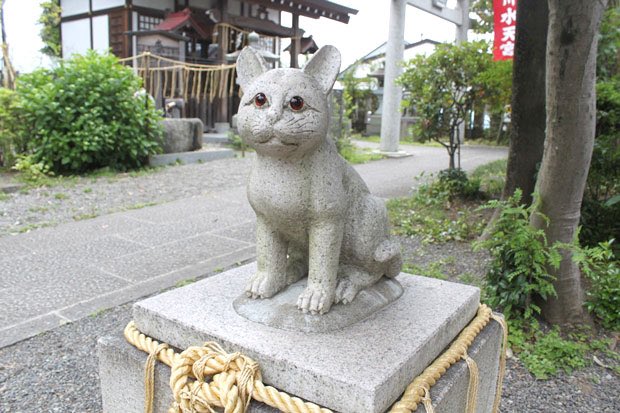chanel19870307's tweet photo. 猫探しのポイント→ https://t.co/pYugDlLzJ9
野良猫ネットワーク→ https://t.co/fQjeOJq2dx
デカごん君が無事見つかるように猫返し画像貼ります🐱
#拡散希望 #RTお願いします #大至急 #短毛 #雑種 #右耳 #Vカット #キジ白 #臆病 #雄猫 #迷子 #千葉 #全域 #船橋市 #高根台 #隣接地域 #探してます https://t.co/0SQyQTrQeE