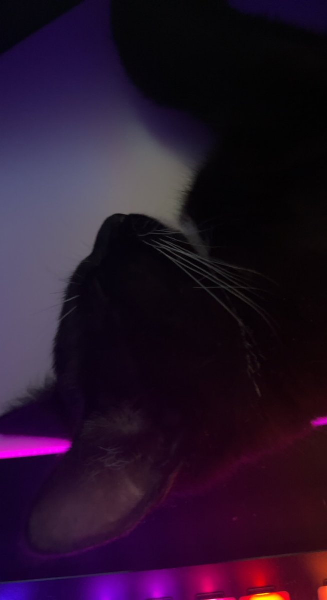vioIet_'s tweet photo. @TweetsOfCats https://t.co/eSclzATAOr