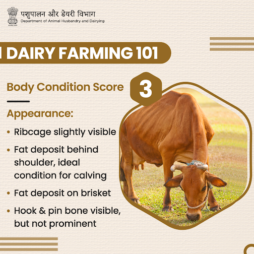 Dept_of_AHD's tweet photo. 🐄 | #BodyScore can be assessed by pressing fingertips against the backbone, pin bone & hip bone to adjudge the fat coverage.
#DairyFarming #AnimalHealth #AnimalWealth #CattleCare https://t.co/k25aI8vUs9