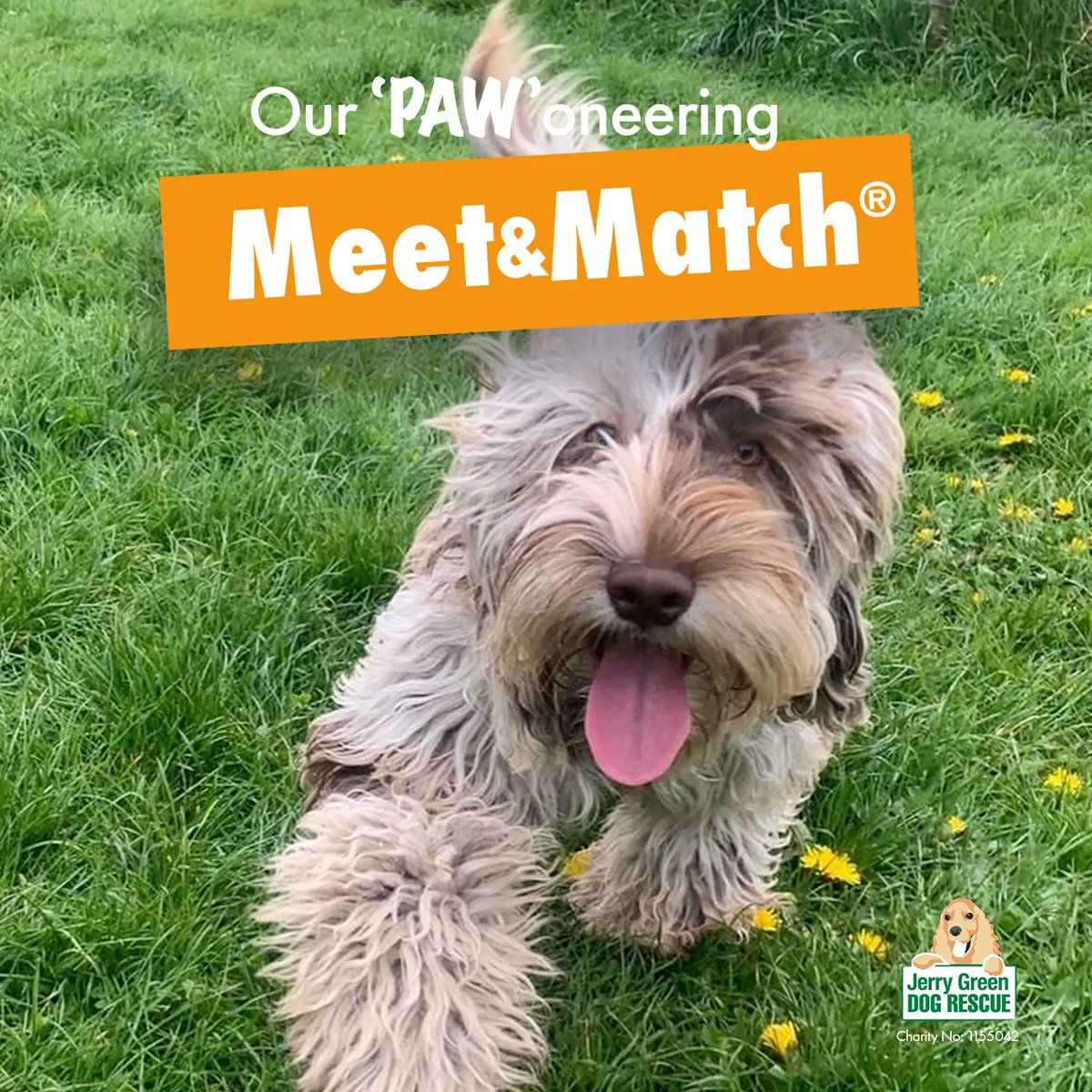 JerryGreenDogs's tweet photo. Our 'paw'oneering Meet&Match® system 🐶🧍 reduces the stress of our pooches and helps you find the pawfect dog for you. 💚
For more information on our Meet&Match process visit our website ➡️ https://t.co/dayPUHe9Oh
#DogRescue #MeetandMatch https://t.co/zP30btv1Im