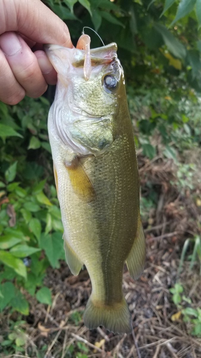 susumu_0710's tweet photo. 今日も仕事帰りに🎣
DoLiveStick3.5inchのノーシンカーで2本釣れました。まだ減水中だけどもう増えないのかな?
#バス釣り
#印旛水系
#OSP
#DoLiveStick https://t.co/rkYSE7O7km