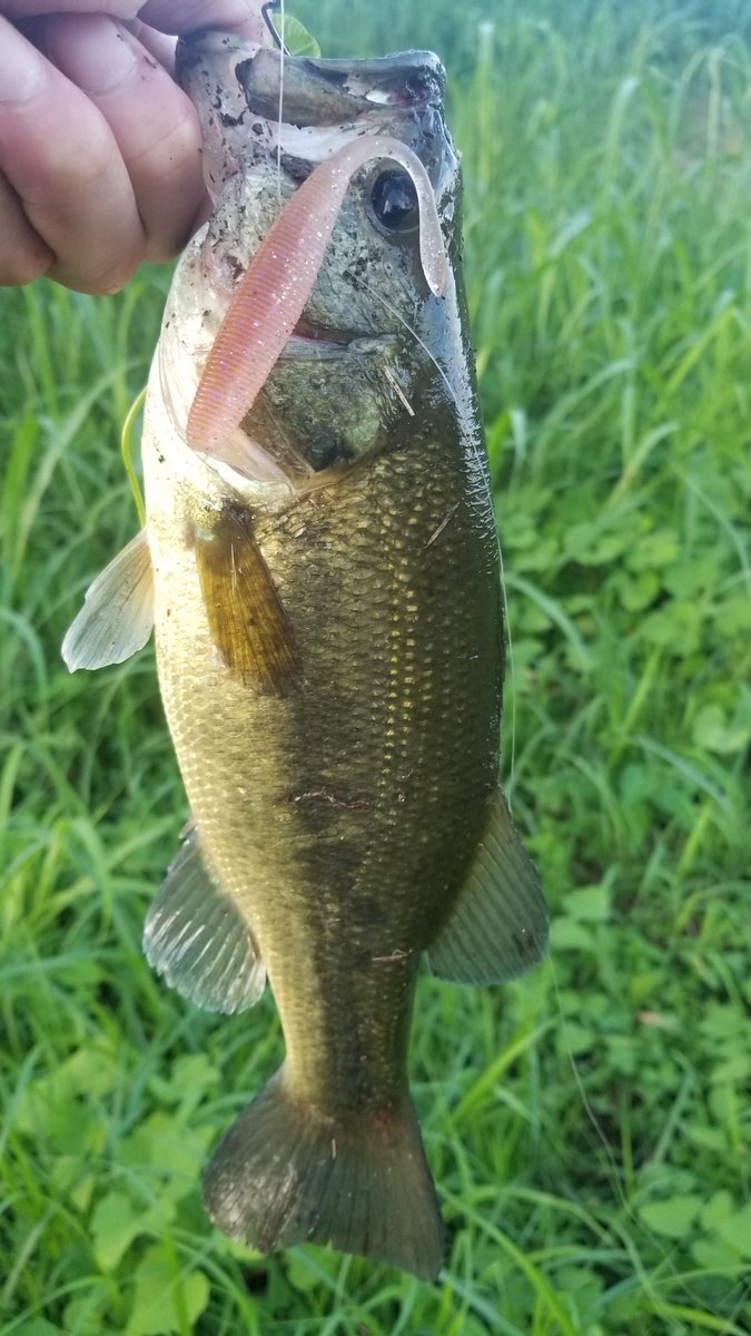 susumu_0710's tweet photo. 今日も仕事帰りに🎣
DoLiveStick3.5inchのノーシンカーで2本釣れました。まだ減水中だけどもう増えないのかな?
#バス釣り
#印旛水系
#OSP
#DoLiveStick https://t.co/rkYSE7O7km