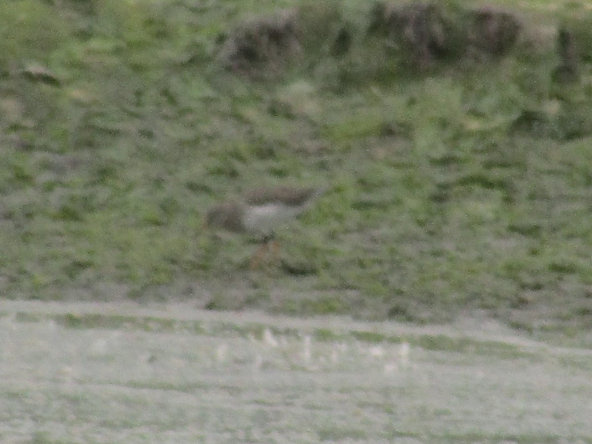 CR Redshank Friday 2nd September Holes Bay NW (distant!) F. ringed as adult on nest May 2022, Lower Avon Valley, Hants. Nest hatched 17th May. Seen on breeding ground with chick May and June. Thanks to @LizzieGrayshon @WadersForReal for the info @DorsetBirdClub @harbourbirds