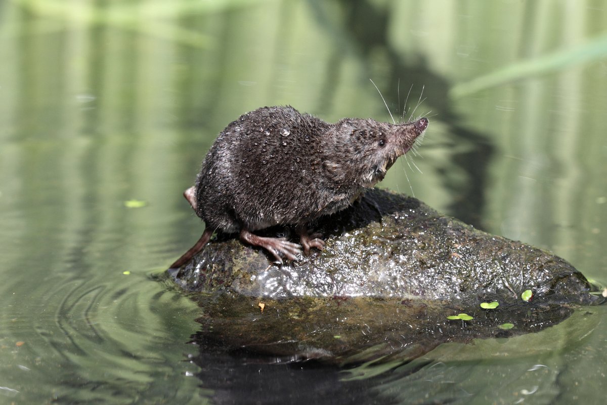 WaterbeachWB's tweet photo. Meet one of our hero species! The Water Shrew! Water shrews have black and silvery fur with a long pointed nose and can be found in the ponds by the former golf course. #WaterShrew #UKWildlife #Cambs #FenEdge https://t.co/TbeezmiqwA