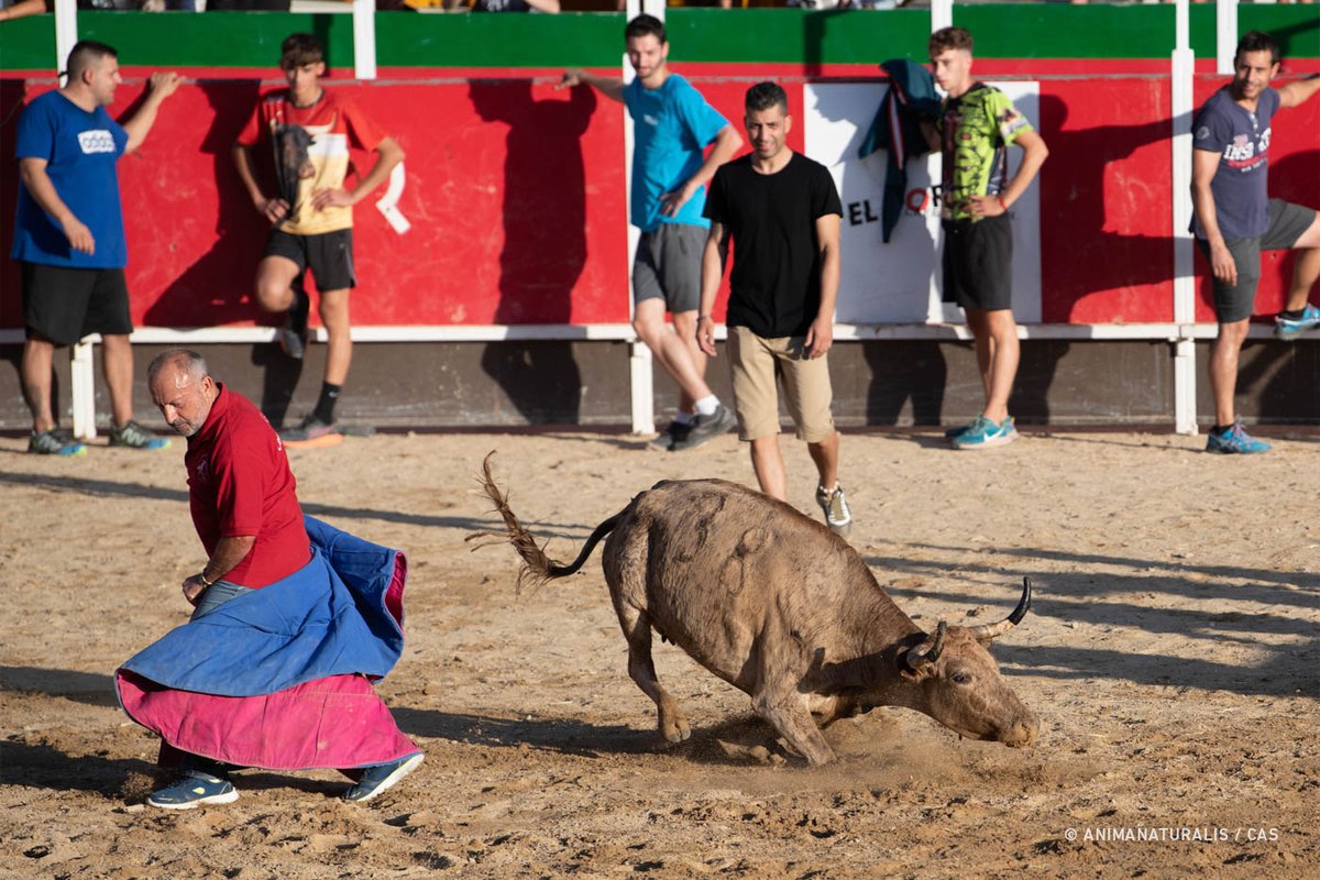 🔴🐂 Denunciaremos los 'correbous' de Vidreres (Girona)

Los organizadores podrían haber incumplido de forma muy grave el reglamento por soltar una vaquilla en la plaza sin autorización y por el reiterado uso de la misma en un plazo inferior de 24 horas.

animanaturalis.org/en-accion/4633…