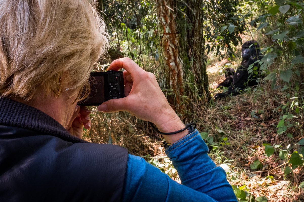 ugwildlife's tweet photo. Just over 1000 mountain gorillas remain in the wild. Through the years we have habituated several gorilla families to offer once-in-a-lifetime gorilla tracking experiences for visitors, led by experienced guides and naturalists. Read more https://t.co/Xpx7F2dgcf | #ExploreUganda https://t.co/uuCh71VeMu
