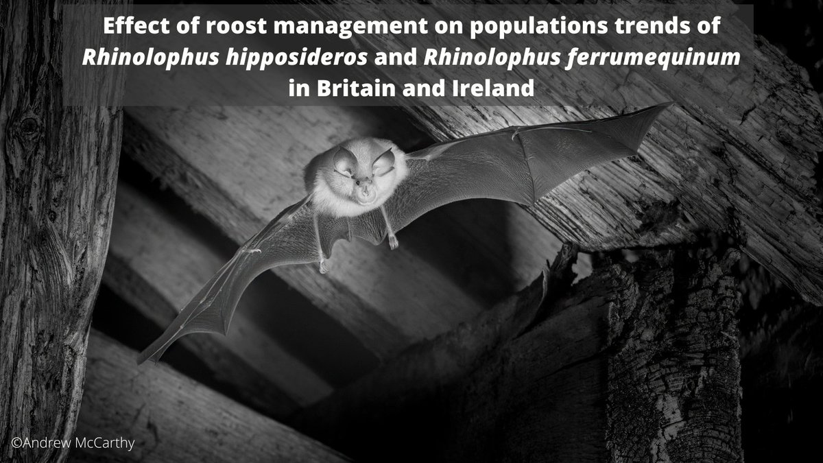 Better building management benefits greater and lesser horseshoe bats. Paper shows effective reserve management resulted in stronger bat population size increases compared with unmanaged sites. doi.org/10.52201/CEJ19… @vincentwildlife @BatPatWright @TomKitchng @Henry_Schofield