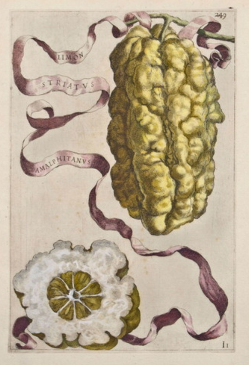 While the scientific revolution was praised for probing the depths of nature’s secrets, some early moderns believed the key to the secrets of nature was its surface @PaoloGall0 in #openaccess <a href="/Centaurus_ESHS/">Centaurus: Journal of the ESHS</a> issue #64.2 doi.org/10.1484/J.CNT.… 
#histmed #histsci #histSTM #HistBio