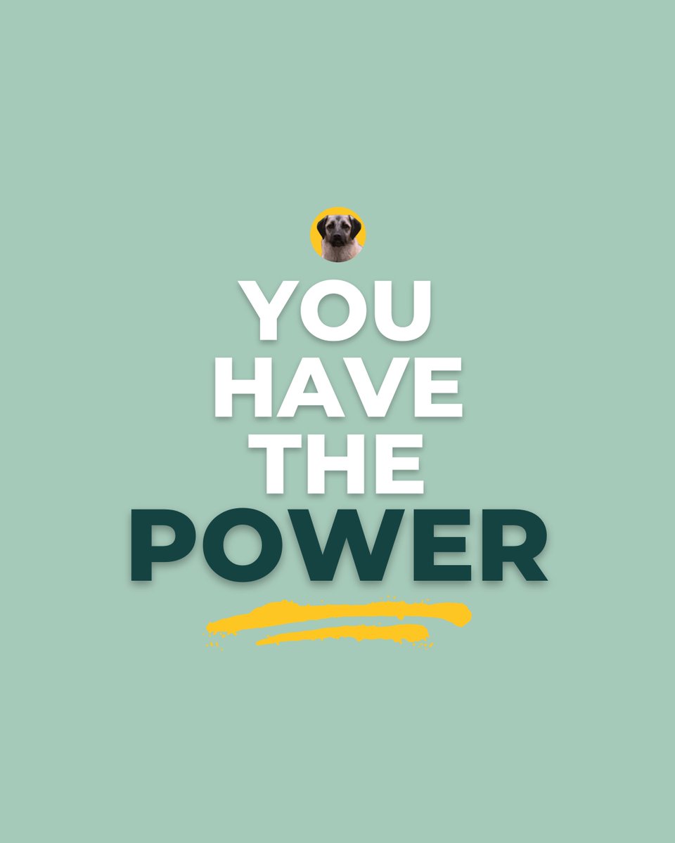 💓Whether you donate or simply just support the organization, you are making a difference. 
 
 👉 Contact us to learn more about how you can support animals in need. 

#powerofone #animalwelfare #dogslife