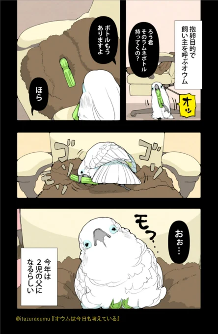 一昨年のラムネボトル抱卵はこんな感じでした。
昨年は慌ただしくて抱卵しなかったような…? 