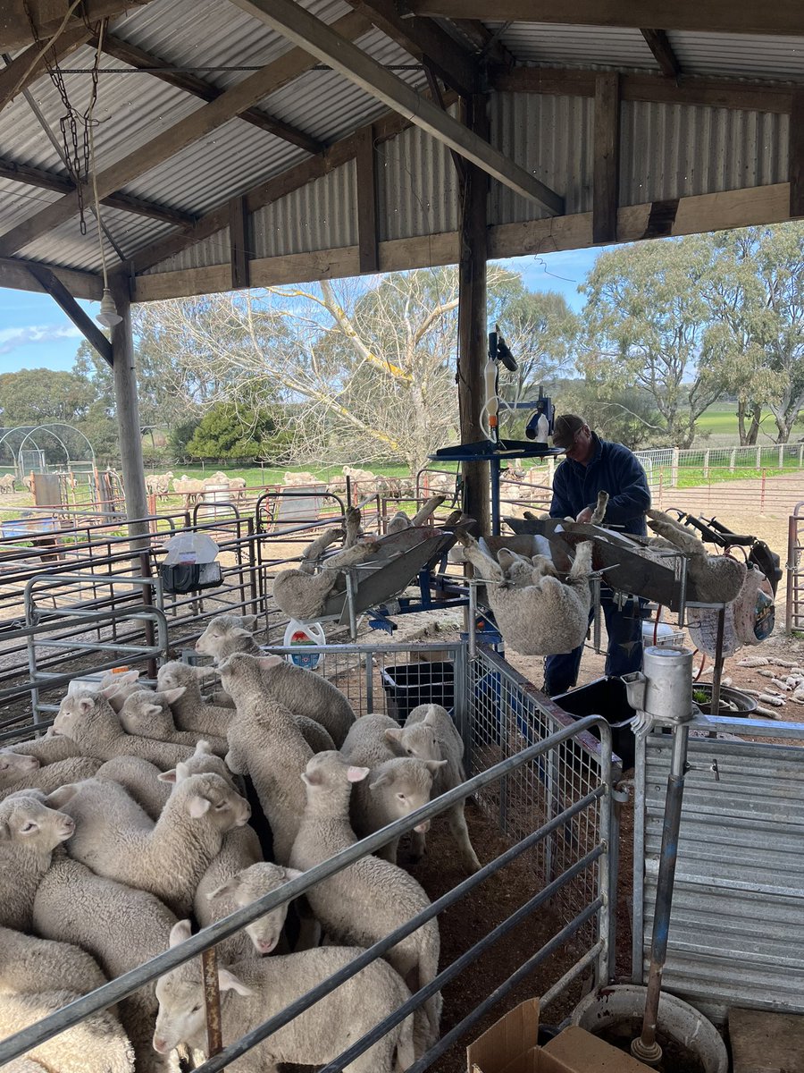 Lamb marking is always a great time of year, get so see if all the planning and stress has paid off! Can punch them out in harvestaire cradle #harvestaire
