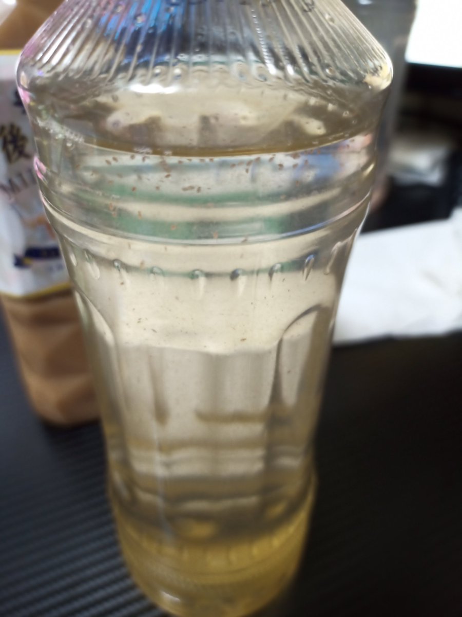 tarotaroloS's tweet photo. 吸っても吸ってもなくならない…
これが本物の不死か……

生クロレラで増やしてるやつと比べて元気が良すぎる

常に子持ちが蔓延っている💪 https://t.co/MuAbMipekC