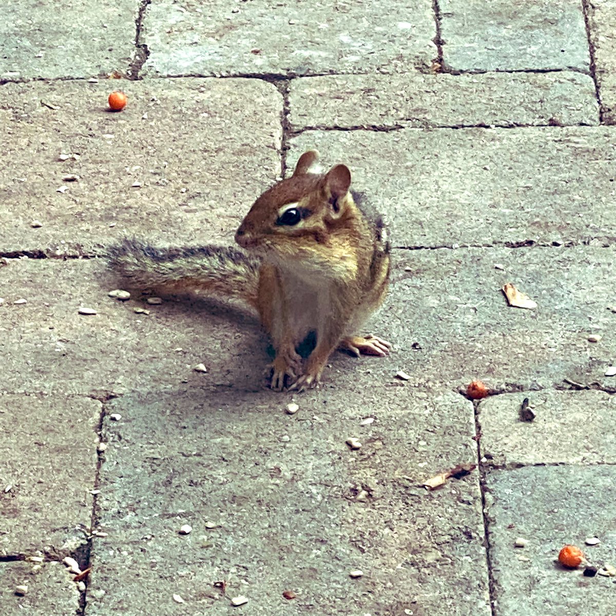 HippySquirrel's tweet photo. This is a hard day. Just breathe… 🙏🏻💗🐿
#SquirrelScrolling #SquirrelTwitter #Saskatchewan #SquirrelArmy https://t.co/JZpVxiEyLq